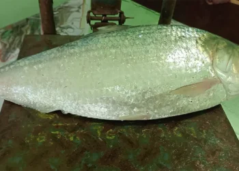এক ইলিশ ৮ হাজার ৭৫০ টাকায় বিক্রি