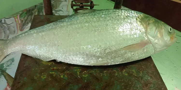 এক ইলিশ ৮ হাজার ৭৫০ টাকায় বিক্রি