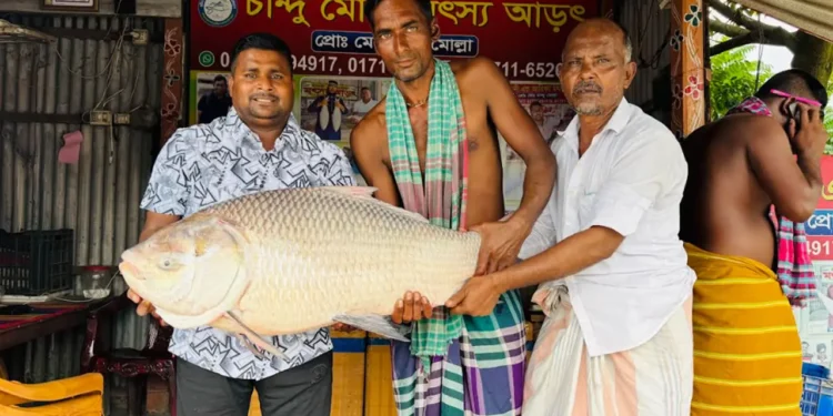 পদ্মার এক কাতল বিক্রি ৪৪ হাজার টাকায়