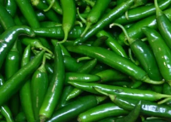 ভাতের সঙ্গে কাঁচামরিচ খাওয়া কি সত্যিই উপকারী? জানালেন পুষ্টিবিদ