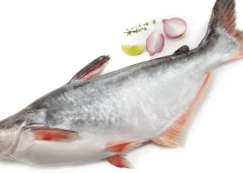 পাঙাশ মাছ কি সত্যিই শরীরের জন্য ক্ষতিকর, যা বলছেন পুষ্টিবিদ