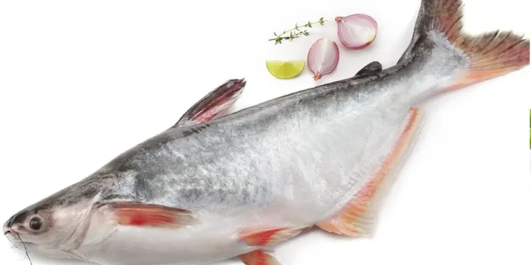 পাঙাশ মাছ কি সত্যিই শরীরের জন্য ক্ষতিকর, যা বলছেন পুষ্টিবিদ