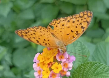 অনুকূল পরিবেশ হারাচ্ছে প্রজাপতি