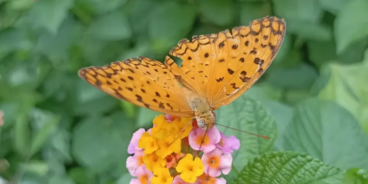 অনুকূল পরিবেশ হারাচ্ছে প্রজাপতি