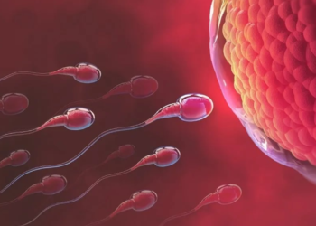 যেসব খাবার খেলে হু হু করে কমে যাবে শুক্রাণু, বলছে গবেষণা