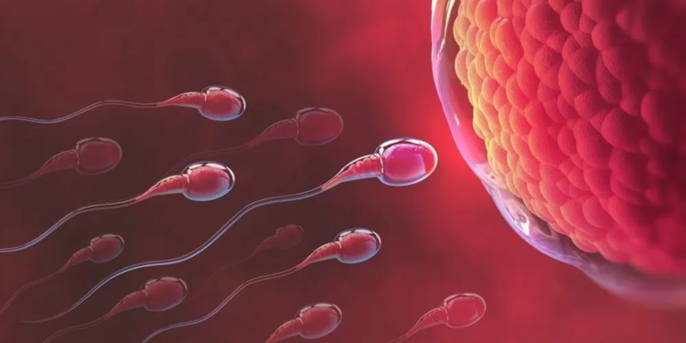 যেসব খাবার খেলে হু হু করে কমে যাবে শুক্রাণু, বলছে গবেষণা