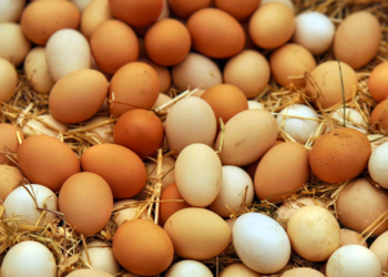 যেসব খাবারের সঙ্গে ডিম খাওয়া যায় না