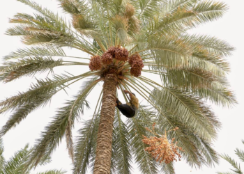 এক জেলাতেই রেকর্ড ১ লাখ টন খেজুর উৎপাদন