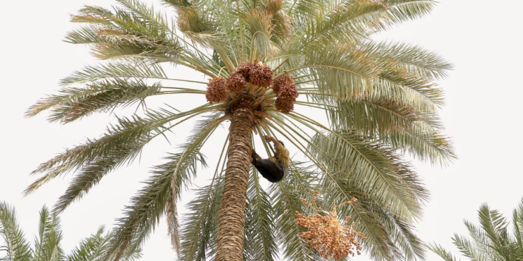 এক জেলাতেই রেকর্ড ১ লাখ টন খেজুর উৎপাদন