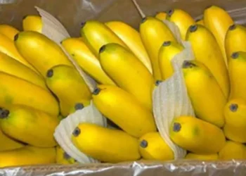 ‘ঘুষ নয়, পাকা কলা খেয়েছি’