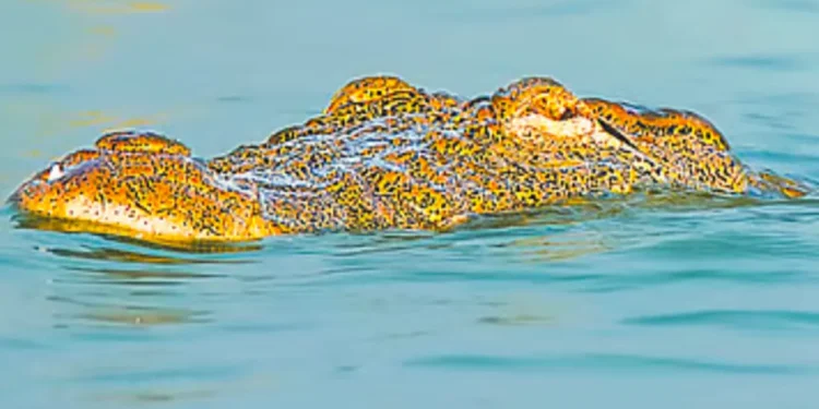 রাজশাহীর পদ্মায় দেখা মিলল কুমিরের