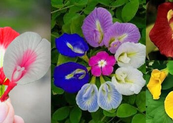 ঔষধি গুণে ভরপুর অপরাজিতা ফুল