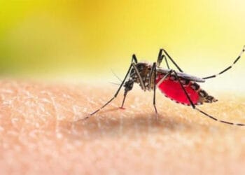 চলতি বছরে ডেঙ্গু আক্রান্ত ছাড়ালো ৭০ হাজারে