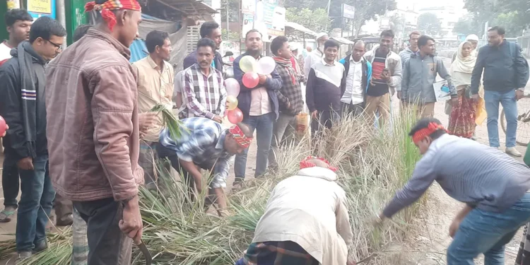 সড়কে লাগানো ধান কেটে প্রতিবাদী পিঠা উৎসব