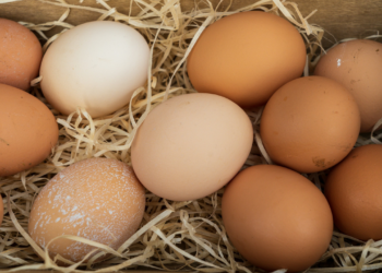 টানা ৩০ দিন ডিম খেলে শরীরে অবিশ্বাস্য যে ৫ পরিবর্তন আসে