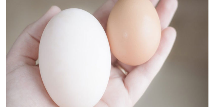 হাঁস নাকি মুরগির ডিম বেশি উপকারী? যা বলছেন পুষ্টিবিদ