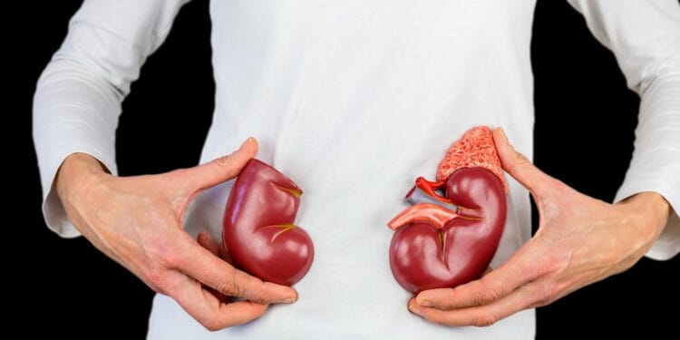 কিডনি রোগীর জন্য দুপুরের ৪ স্বাস্থ্যকর খাবার