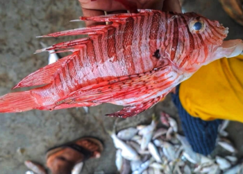 কুয়াকাটায় ধরা পড়ল বিষাক্ত ‘লায়নফিশ’