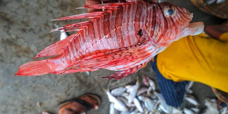 কুয়াকাটায় ধরা পড়ল বিষাক্ত ‘লায়নফিশ’