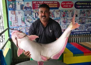 পদ্মার এক পাঙাশ ৭০ হাজারে বিক্রি