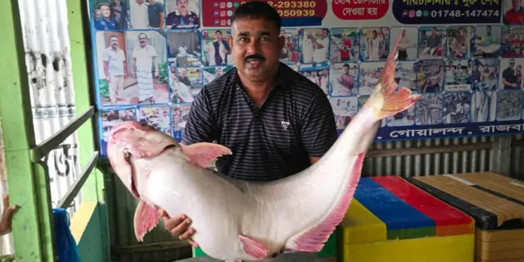 পদ্মার এক পাঙাশ ৭০ হাজারে বিক্রি