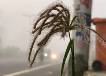 রাজশাহীতে ভোরের কুয়াশায় শীতের আগমনি বার্তা