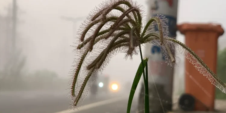 রাজশাহীতে ভোরের কুয়াশায় শীতের আগমনি বার্তা