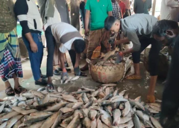 একটানে জালে উঠল ২০০ মণ ইলিশ