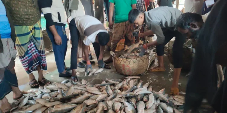 একটানে জালে উঠল ২০০ মণ ইলিশ