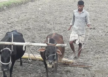 হারিয়ে যাচ্ছে গরু দিয়ে হাল চাষের শতবর্ষী ঐতিহ্য