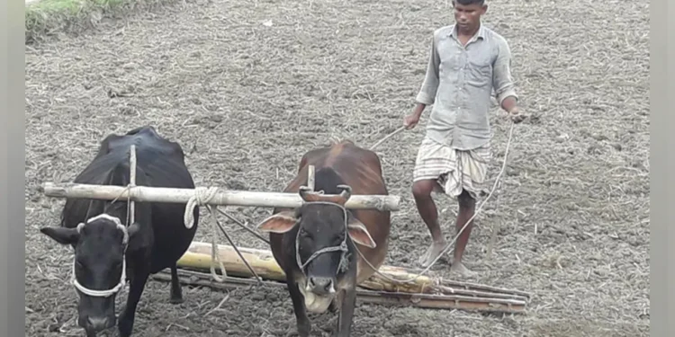 হারিয়ে যাচ্ছে গরু দিয়ে হাল চাষের শতবর্ষী ঐতিহ্য
