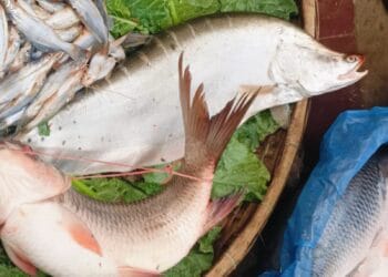 ঢাকার ফুটপাতের মাছের বাজার