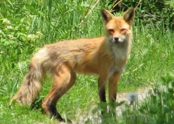 বাড়ির উঠান থেকে শিয়ালে টেনে নিয়ে গেল শিশুটিকে