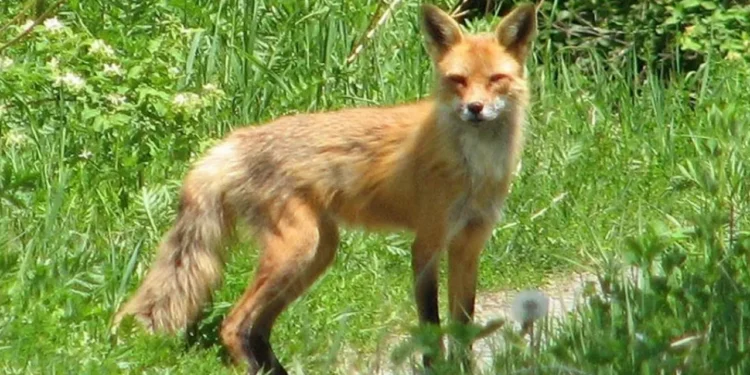 বাড়ির উঠান থেকে শিয়ালে টেনে নিয়ে গেল শিশুটিকে