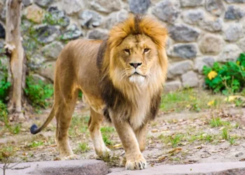 মিরপুর চিড়িয়াখানার খাঁচা থেকে পালাল সিংহ