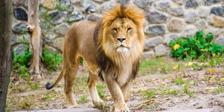 মিরপুর চিড়িয়াখানার খাঁচা থেকে পালাল সিংহ