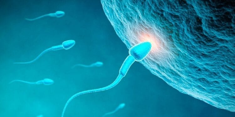 প্রতিদিনের এই ৫ অভ্যাস পুরুষদের শুক্রাণুর সংখ্যা কমিয়ে দেয়