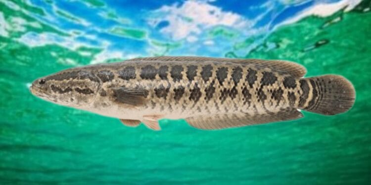 ‘স্নেকহেড ফিশ’ দেখা মাত্রই মেরে ফেলার পরামর্শ