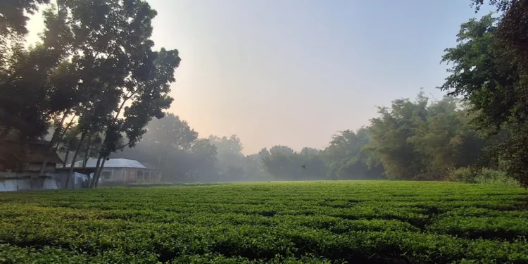 তেঁতুলিয়ায় মৌসুমের সর্বনিম্ন তাপমাত্রা রেকর্ড