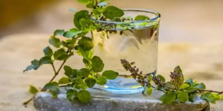 খালি পেটে তুলসী পানির কিছু আশ্চর্যজনক স্বাস্থ্য উপকারিতা