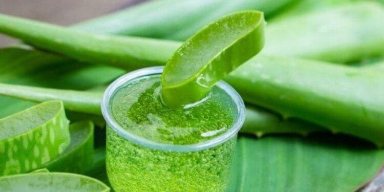 চোখের নিচে অ্যালোভেরা জেল মাখলে কী উপকার?