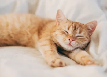 একাকিত্বের সেরা সঙ্গী – আপনার পোষা বিড়াল