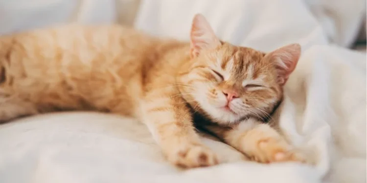 একাকিত্বের সেরা সঙ্গী – আপনার পোষা বিড়াল