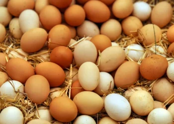 ভুলেও যে ৫ খাবারের সঙ্গে ডিম না খাওয়াই ভালো