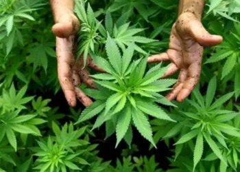 দেশে মাদক সেবনকারী ৮২ লাখ, প্রায় ৬১ লাখই গাঁজাখোর