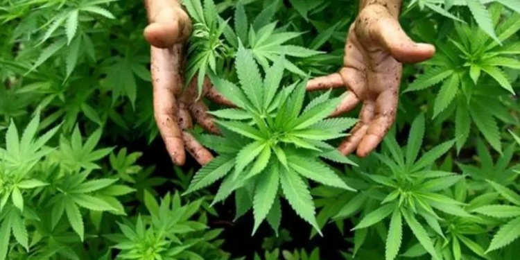 দেশে মাদক সেবনকারী ৮২ লাখ, প্রায় ৬১ লাখই গাঁজাখোর