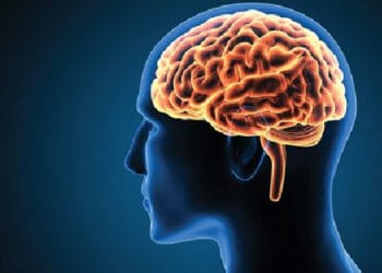 মস্তিষ্কের ক্ষতি করে যেসব খাবার