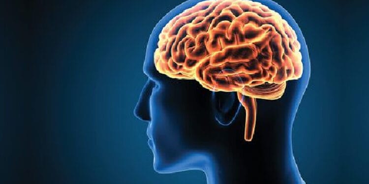 মস্তিষ্কের ক্ষতি করে যেসব খাবার