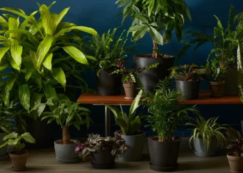 গাছ কি ঘরের বাতাস শুদ্ধ করতে পারে