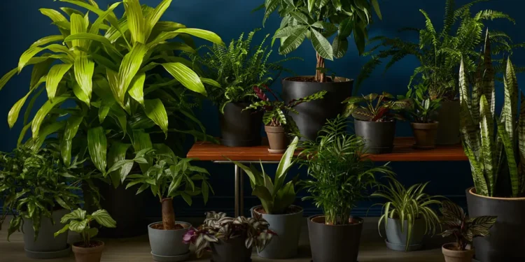 গাছ কি ঘরের বাতাস শুদ্ধ করতে পারে